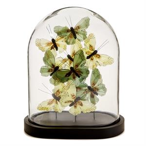 Oval Butterflies in Dome