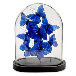 Oval Butterflies in Dome