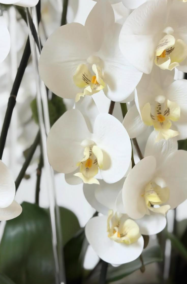 Orchid with Gold Vase